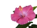 Hibiscus Pink Isolated Royalty Free Stock Photo