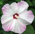 Hibiscus Pink Swirl Royalty Free Stock Photo