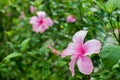 Hibiscus pink Royalty Free Stock Photo