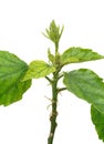 Hibiscus plant attacked by aphids