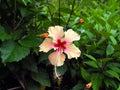 Wild Hibiscus plant with blooming pink and orange flowers in tropical Suriname South-America
