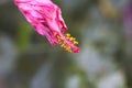 Hibiscus wilt Royalty Free Stock Photo