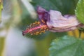 Hibiscus wilt Royalty Free Stock Photo