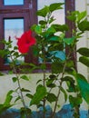 Hibiscus plant with flower hibiscus plant known as gudhal hibiscus plant is a bush commonly of red colour it has meny branches