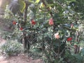 Grafted Hibiscus plant