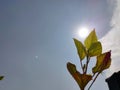 Hibiscus plant with sky and the sun background