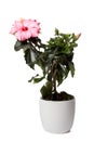 Hibiscus plant in a white flower pot