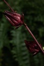 Detail of hibiscus flower with fern background