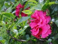 Hibiscus purple flowers in the park. Flower. Royalty Free Stock Photo