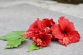 Hibiscus in Red color clicked in Pune, India Royalty Free Stock Photo