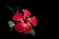 Hibiscus red flower Royalty Free Stock Photo