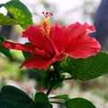 Hibiscus red flower close up single one square Royalty Free Stock Photo