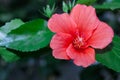 Hibiscus red flower in flower garden. Royalty Free Stock Photo