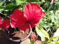 Hibiscus red flower Royalty Free Stock Photo