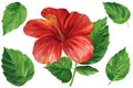 Hibiscus red flower, green leaves, painted with acrylic on canvas, flora illustration isolated white background Royalty Free Stock Photo