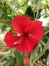Hibiscus red flower grow in india Royalty Free Stock Photo
