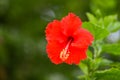 Hibiscus red flower Royalty Free Stock Photo