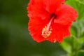 Hibiscus red flower Royalty Free Stock Photo