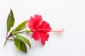 hibiscus red flower Royalty Free Stock Photo