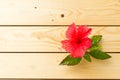 hibiscus red flower Royalty Free Stock Photo