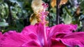 Hibiscus Red Flower in Mother Nature Garden Royalty Free Stock Photo