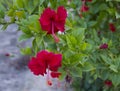 Hibiscus Red flower Royalty Free Stock Photo