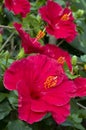 Hibiscus red flowers Royalty Free Stock Photo