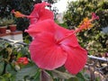 Hibiscus red flowers in the garden Royalty Free Stock Photo