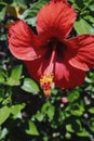 Hibiscus red flowers in the park. Royalty Free Stock Photo