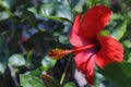 Hibiscus red flowers in the park. Royalty Free Stock Photo