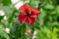 Hibiscus red flowers on hibiscus plant in summer in the field with blur background of nature Royalty Free Stock Photo