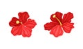 Hibiscus Red Tropical Flower with Large Petals Vector Set