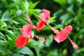 Hibiscus rosa cinensis flowers