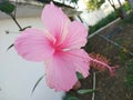 Hibiscus rosa flowers. Pink hibiscus. Jaswand fule. Rose mallow Royalty Free Stock Photo