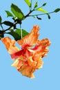 Hibiscus rosa senensis Double Orange