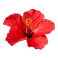 Hibiscus rosa sinensis Royalty Free Stock Photo
