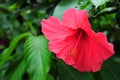 Hibiscus rosa- sinensis Royalty Free Stock Photo