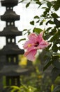 Hibiscus rosa-sinensis Royalty Free Stock Photo