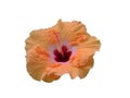Hibiscus rosa-sinensis Bangkok Royalty Free Stock Photo