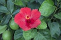 Hibiscus Rosa-sinensis Royalty Free Stock Photo