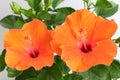 Hibiscus rosa-sinensis or Chinese hibiscus or China rose or Hawaiian hibiscus or shoe flower in garden