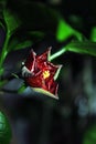 Hibiscus rosa-sinensis, Chinese hibiscus, China rose, Hawaiian hibiscus, rose mallow, shoeblackplant red flower burgeoning bud Royalty Free Stock Photo