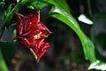 Hibiscus rosa-sinensis, Chinese hibiscus, China rose, Hawaiian hibiscus, rose mallow, shoeblackplant red flower burgeoning bud Royalty Free Stock Photo