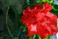 Hibiscus rosa-sinensis, Chinese hibiscus, China rose, Hawaiian hibiscus, rose mallow, shoeblackplant red flower, green leaves Royalty Free Stock Photo