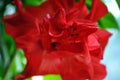 Hibiscus rosa-sinensis, Chinese hibiscus, China rose, Hawaiian hibiscus, rose mallow, shoeblackplant red flower, green leaves Royalty Free Stock Photo