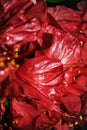 Hibiscus rosa-sinensis, Chinese hibiscus, China rose, Hawaiian hibiscus, rose mallow, shoeblackplant red flower Royalty Free Stock Photo