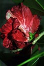 Hibiscus rosa-sinensis Chinese hibiscus, China rose, Hawaiian hibiscus, rose mallow, shoeblackplant red terry flower Royalty Free Stock Photo