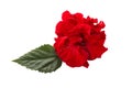 Hibiscus rosa sinensis.Chinese rose Red flower isolated on white background