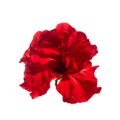 Hibiscus rosa sinensis.Chinese rose Red flower isolated on white background