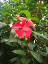 Hibiscus rosa-sinensis city Belo Horizonte Brazil